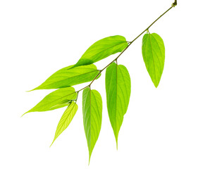 Green leaves isolated on white background