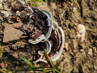 Ganoderma applanatum is a bracket fungus with a cosmopolitan distribution. This fungus grows as a...