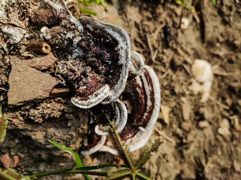 Ganoderma applanatum is a bracket fungus with a cosmopolitan distribution. This fungus grows as a mycelium within the wood of living and dead trees.