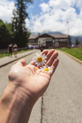 Chamomile flowers in the palm of your hand against the background of mountains and buildings, summer