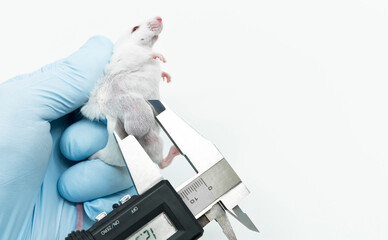 A scientist researcher is holding an experimental white mouse and measuring lateral tumor size by a...
