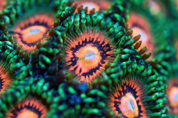Beautiful zoanthids. Coral in coral reef aquarium tank. Macro shot. Selective focus.