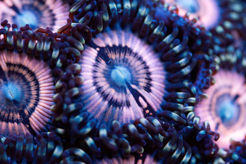 Beautiful zoanthids. Coral in coral reef aquarium tank. Macro shot. Selective focus.