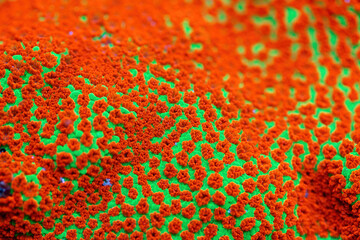 Beautiful montipora sps coral in coral reef aquarium tank. Macro shot. Selective focus.