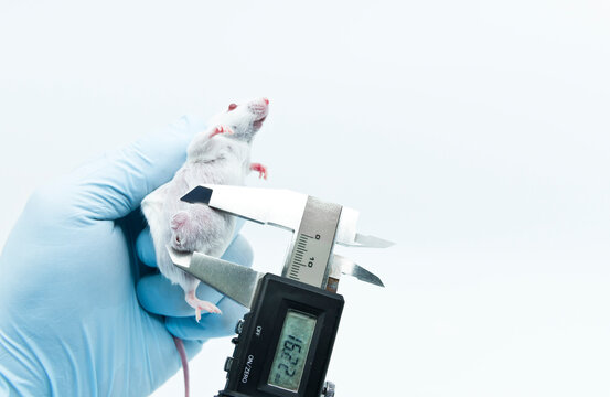 A scientist researcher is holding an experimental white mouse and measuring lateral tumor size by a caliper. The concept of studying oncology.