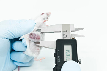 A scientist researcher is holding an experimental white mouse and measuring lateral tumor size by a...