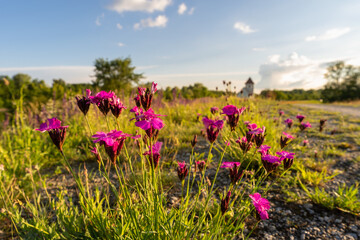 Obraz premium Blick vom Damm Straubing im Vordergrund Blumen