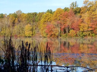 autumn trees reflected in water