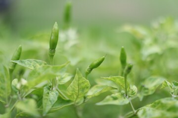 Green pepper Organic vegetables in a garden in Thailand