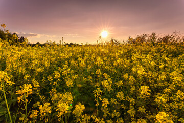 Gelbes Blumenfeld im Sonnenuntergang