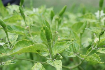 Fototapeta na wymiar Green pepper Organic vegetables in a garden in Thailand