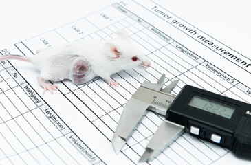 Experimental white tumor bearing mouse and a caliper on the tumor size measurement test paper....