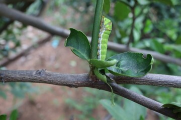 green lizard on a branch