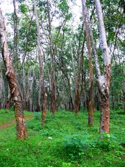 Fototapeta premium Indian subcontinent, Sri Lanka (Ceylon), rubber plantation 