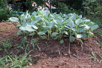 spring in the garden