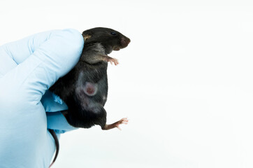 A scientist researcher is holding an experimental black mouse and measuring lateral tumor size by a caliper. The concept of studying oncology.