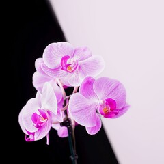 Pink phalaenopsis orchid flowers on a black and white background