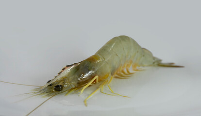 one shrimp (Penaeus Indicus) on  white. shrimp yellow legs on water