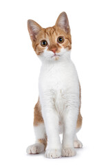 Cute young red with white non breed cat, sitting up facing front. Looking towards camera with sweet brown eyes. Isolated on a white background.