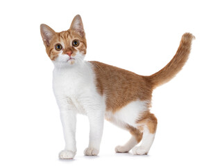 Cute young red with white non breed cat, standing side ways. Looking towards camera with sweet brown eyes. Isolated on a white background. Tail fierce up.