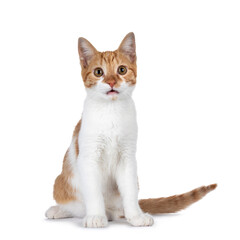 Cute young red with white non breed cat, sitting side ways. Looking towards camera with sweet brown eyes. Isolated on a white background. Tail beside body. Mouth slightly open.