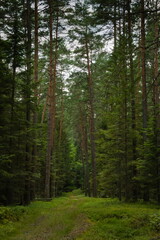Forest perpendicularly