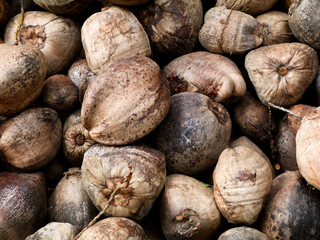 Heap of unpeeled dry coconut collected from farm