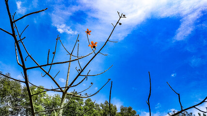Sky