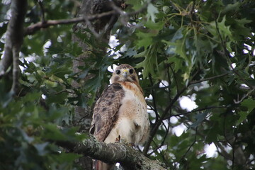 great horned owl