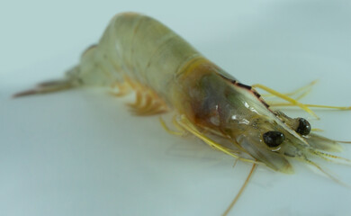 Penaeus Indicus or banana prawn, big prawn from seawater