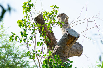 A tree starts growing after cut down