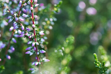 Autumn heather macro background, delicate mauve pink flower buds and green twigs in the evening sunlight blurred bokeh background, atmospheric mood