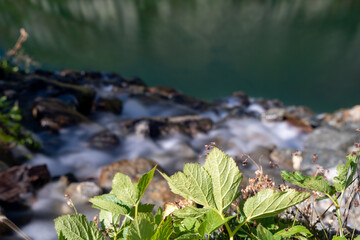 in der Schweiz großer sankt Bernhard im Sommer