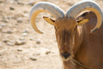 Fototapeta premium Front view of Barbary Sheep with big horns