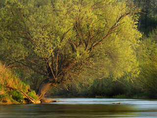 Wierzba - Dunajec © KrzysztofAleksander