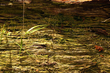Abstract old wooden background texture