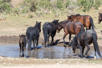 Fototapeta na wymiar Wild Horses at a Utah Desert Waterhole