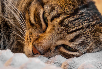 A red tabby cat with green eyes lies on a gray plaid. The background is blurred. Close-up muzzle