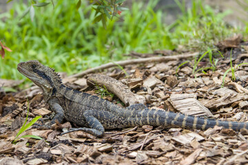 The Australian water dragon (Intellagama lesueurii)  is an arboreal agamid species native to eastern Australia from Victoria northwards to Queensland. 