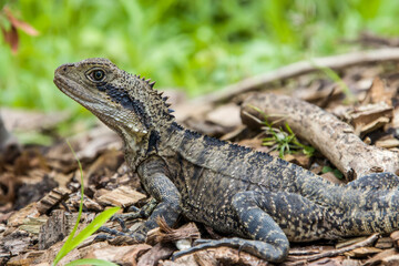 The Australian water dragon (Intellagama lesueurii)  is an arboreal agamid species native to eastern Australia from Victoria northwards to Queensland. 