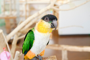 遊び好きのズグロシロハラインコ