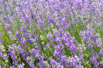 Fototapeta premium Blooming lavender summer day close-up. Selective focus.
