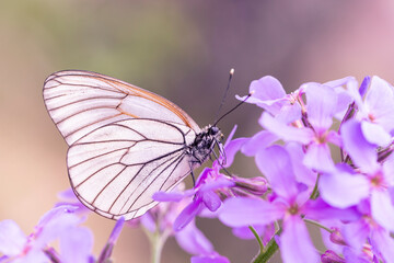 Cabbage white batterfly on purple flowers. Gardening. Insect pests. Pieris brassicae.