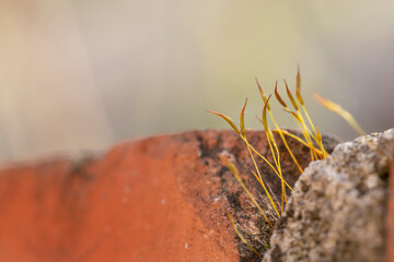 Moss growing out of brick wall crack