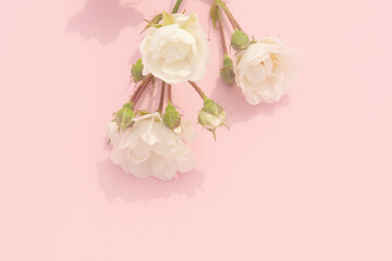 Obraz na płótnie Canvas Sprigs of small roses white on pink background, copy space. Minimal style flat lay. For greeting card, invitation. March 8, February 14, birthday, Valentine's, Mother's, Women's day concept.