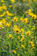 Background beautiful beauty blooming blossom yellow dasies