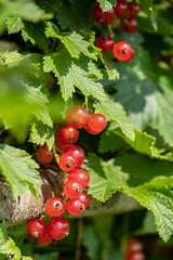 Redcurrant on a bush in the sun. Fresh berries ribes rubrum. Close-up. 