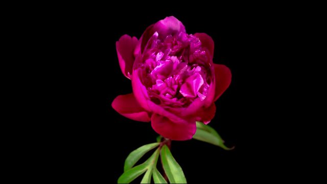 Time Lapse of Beautiful Pink Peony Flower Blooming on Black Background. 4K.