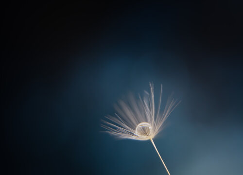 Dandelion Seed Head