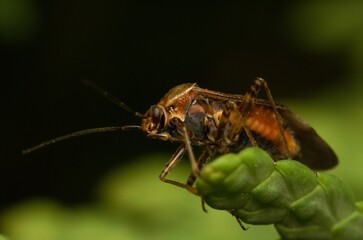 brown insect on a plant